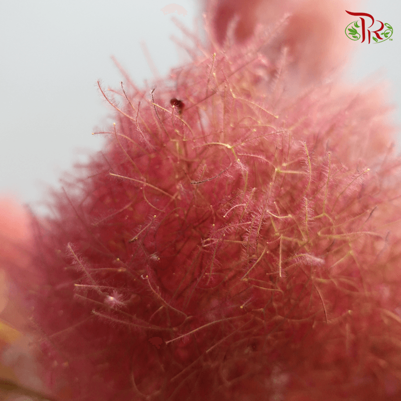 Cotinus Red - Per Stem (100cm-120cm)-Red-Japan-prflorist.com.my