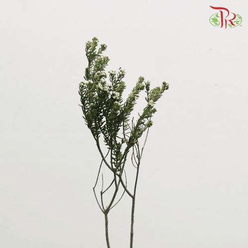 Cotton Bush - (Per Bunch)-White-Africa-prflorist.com.my