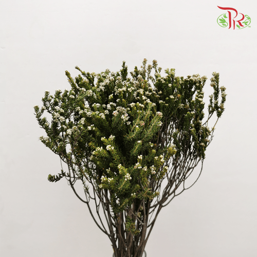 Cotton Bush - (Per Bunch)-White-Africa-prflorist.com.my