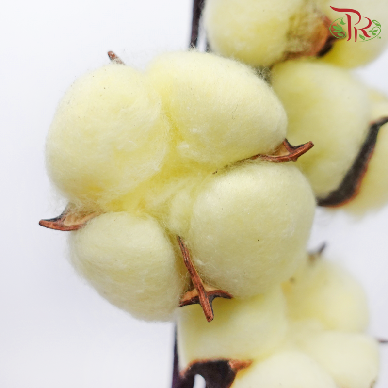 Cotton Flower - Milky Yellow (Per Stem)-Milky Yellow-Netherland-prflorist.com.my