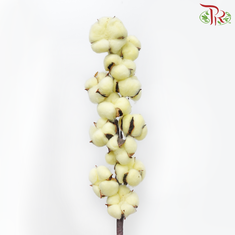 Cotton Flower - Milky Yellow (Per Stem)-Milky Yellow-Netherland-prflorist.com.my