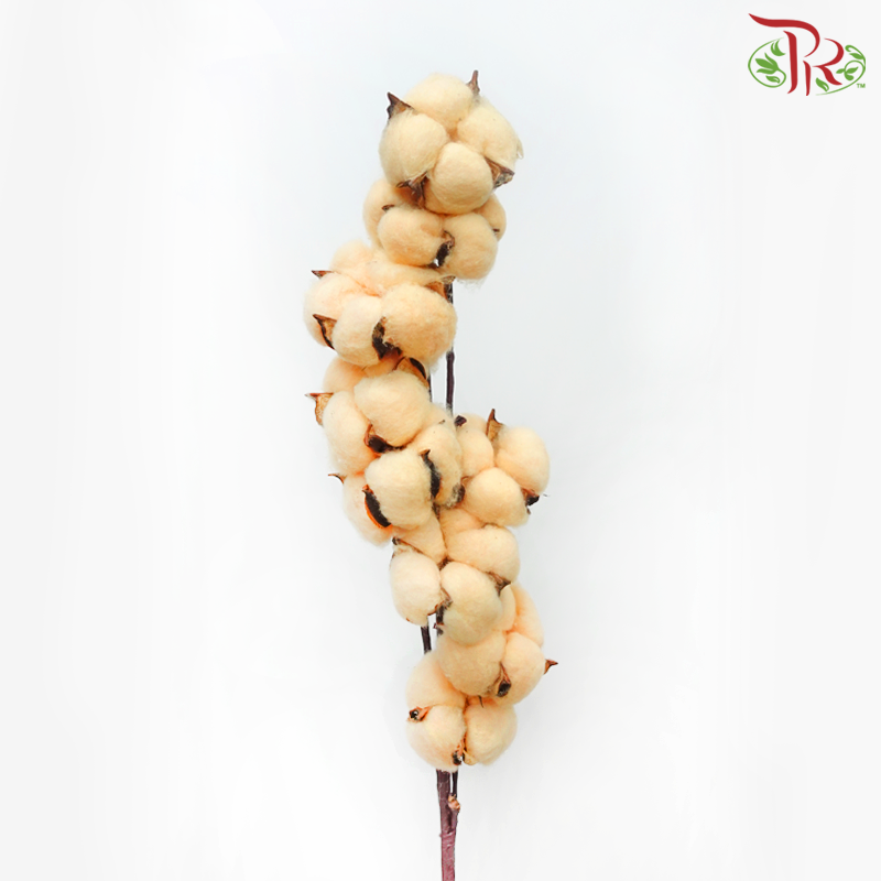 Cotton Flower - Orange (Per Stem)-Orange-Netherland-prflorist.com.my