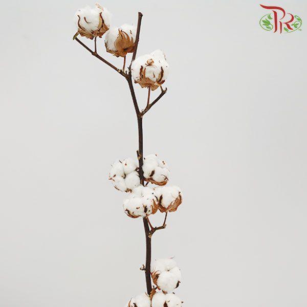 Cotton Flower - White (Per Stem)-White-Netherland-prflorist.com.my