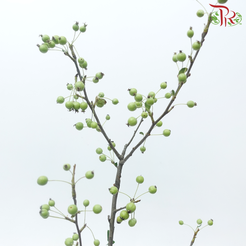 Crab Apple - Green (Per Bunch)-Green-China-prflorist.com.my