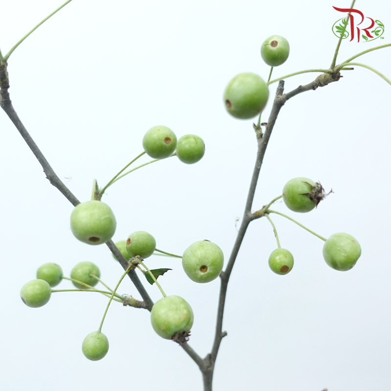 Crab Apple - Green (Per Bunch)-Green-China-prflorist.com.my