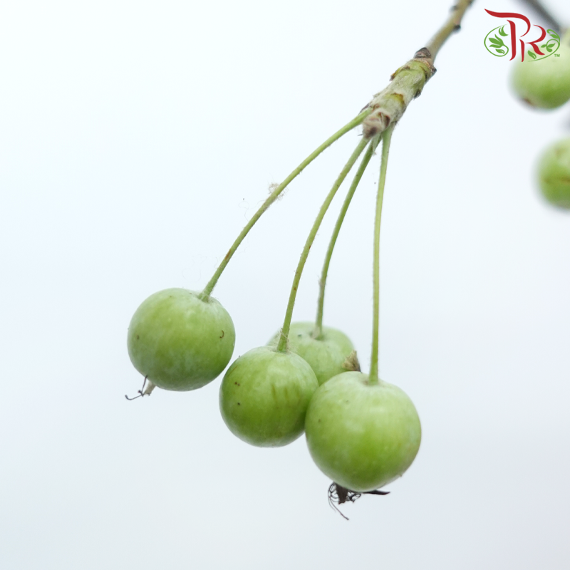 Crab Apple - Green (Per Bunch)-Green-China-prflorist.com.my