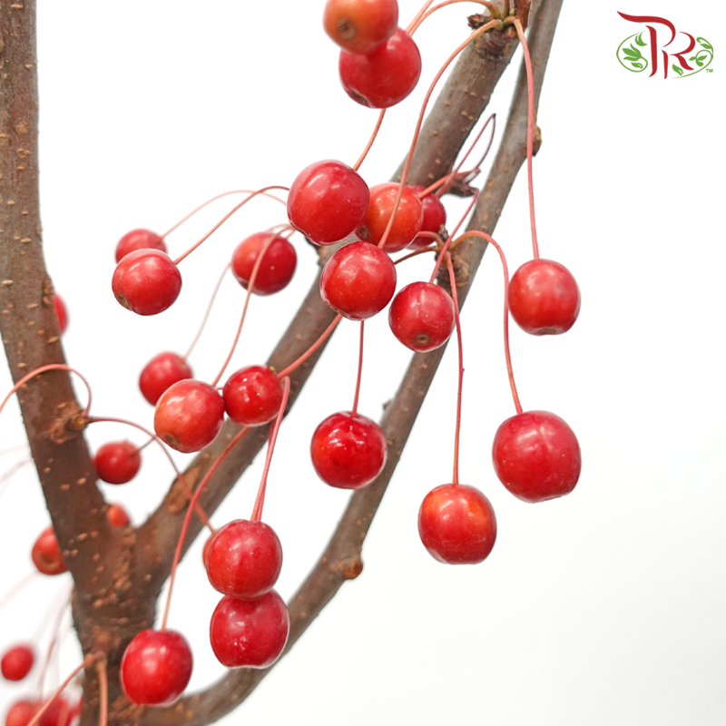 Crab Apple - Red (Per Bunch)-Red-China-prflorist.com.my