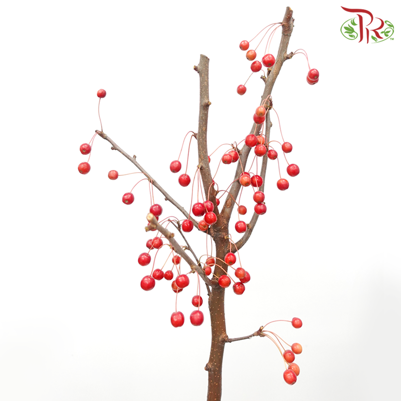 Crab Apple - Red (Per Bunch)-Red-China-prflorist.com.my