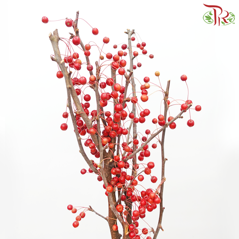 Crab Apple - Red (Per Bunch)-Red-China-prflorist.com.my