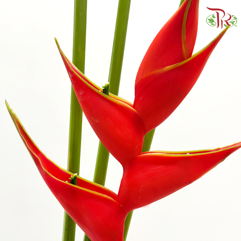 Crab Claw (Plastic Packing) - Red (Per Stem)-Red-Malaysia-prflorist.com.my