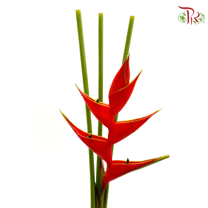 Crab Claw (Plastic Packing) - Red (Per Stem)-Red-Malaysia-prflorist.com.my