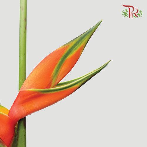 Crab Craw Orange - (Per Stem)-Orange-Malaysia-prflorist.com.my