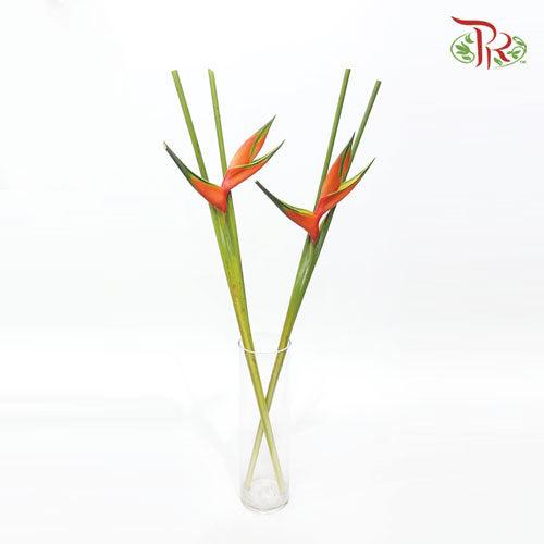 Crab Craw Orange - (Per Stem)-Orange-Malaysia-prflorist.com.my