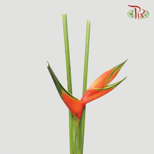 Crab Craw Orange - (Per Stem)-Orange-Malaysia-prflorist.com.my