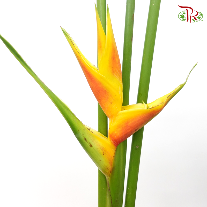 Crab Craw - Sunburst Blaze (Per Stem)-Orange-Malaysia-prflorist.com.my