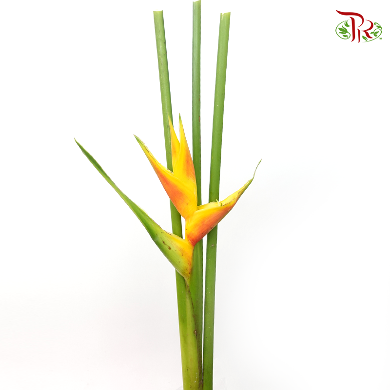 Crab Craw - Sunburst Blaze (Per Stem)-Orange-Malaysia-prflorist.com.my