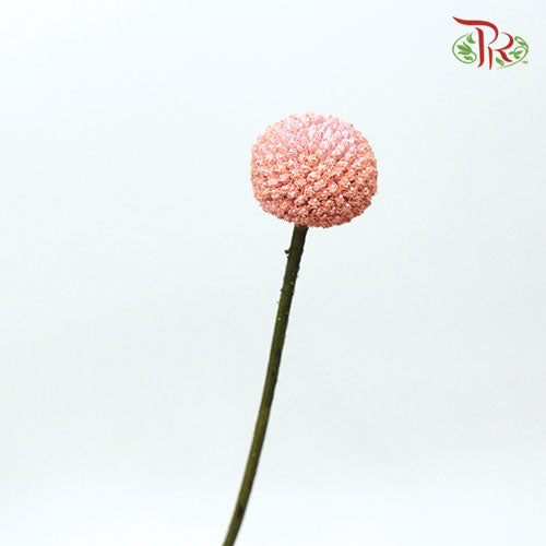 Craspedia Preservative - Peach (Per Bunch) - Pudu Ria Florist