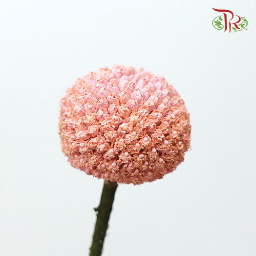 Craspedia Preservative - Peach (Per Bunch) - Pudu Ria Florist
