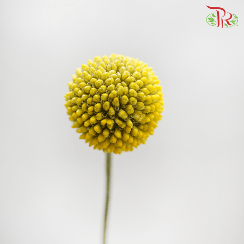 Craspedia - (10 Stems)-Yellow-China-prflorist.com.my