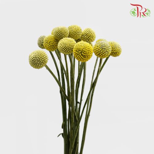 Craspedia - (10 Stems)-Yellow-Netherland-prflorist.com.my