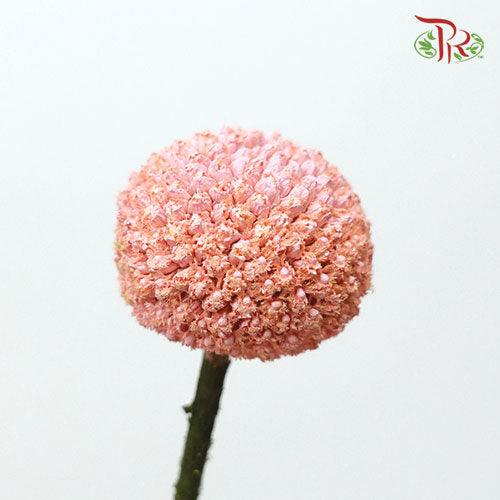 Craspedia Dyed - Peach (10 Stems)-Peach-Ecd-prflorist.com.my