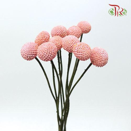 Craspedia Dyed - Peach (10 Stems)-Peach-Ecd-prflorist.com.my