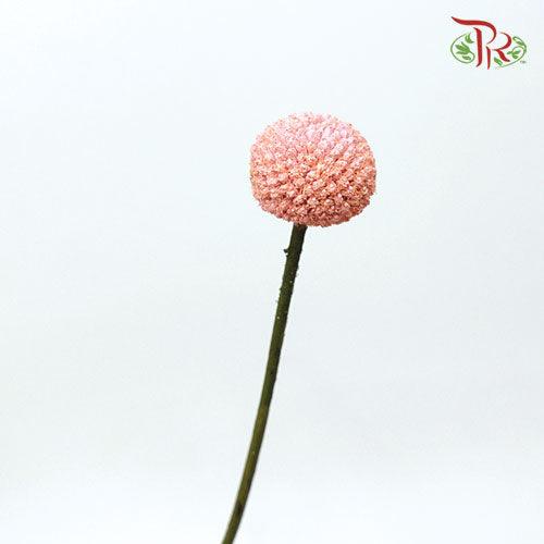 Craspedia Dyed - Peach (10 Stems)-Peach-Ecd-prflorist.com.my