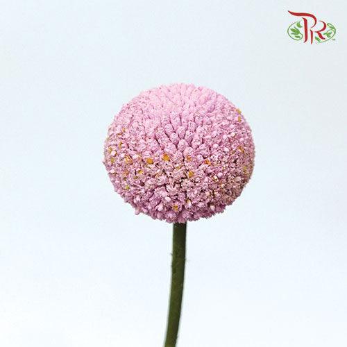 Craspedia Dyed - Pink (10 Stems)-Pink-Ecd-prflorist.com.my