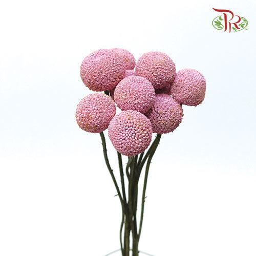 Craspedia Dyed - Pink (10 Stems)-Pink-Ecd-prflorist.com.my