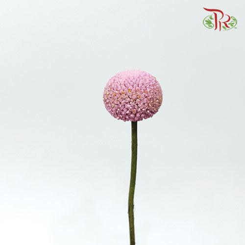 Craspedia Dyed - Pink (10 Stems)-Pink-Ecd-prflorist.com.my