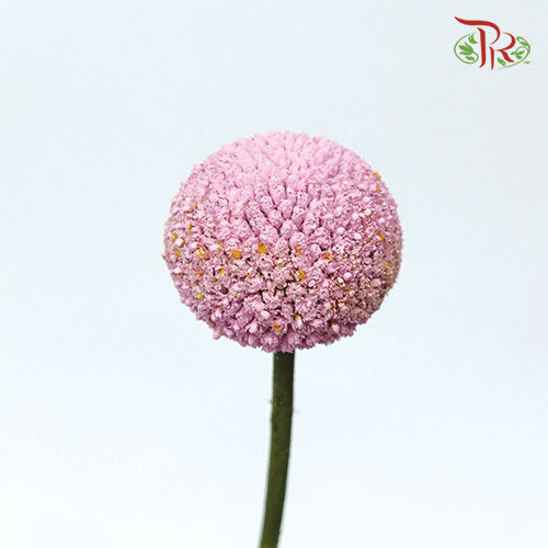 Craspedia Preservative - Pink (Per Bunch)-Pink-China-prflorist.com.my