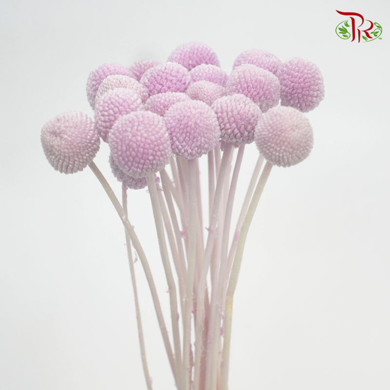 Craspedia Preservative - Purple (Per Bunch)-Purple-China-prflorist.com.my