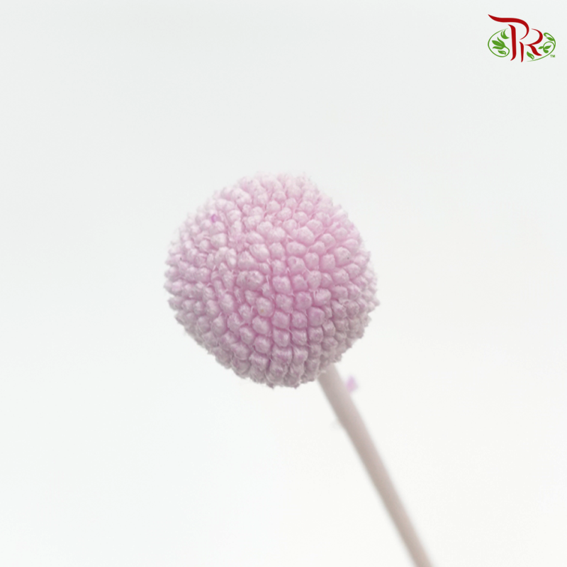 Craspedia Preservative - Purple (Per Bunch)-Purple-China-prflorist.com.my