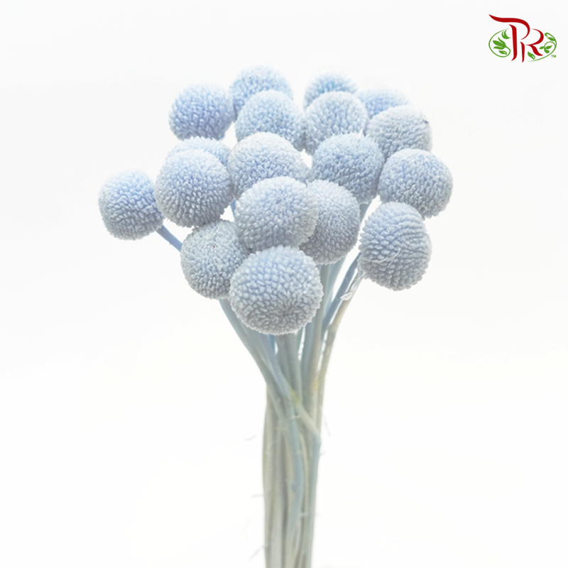 Craspedia Preservative - Snow Blue (Per Bunch)-Snow Blue-China-prflorist.com.my
