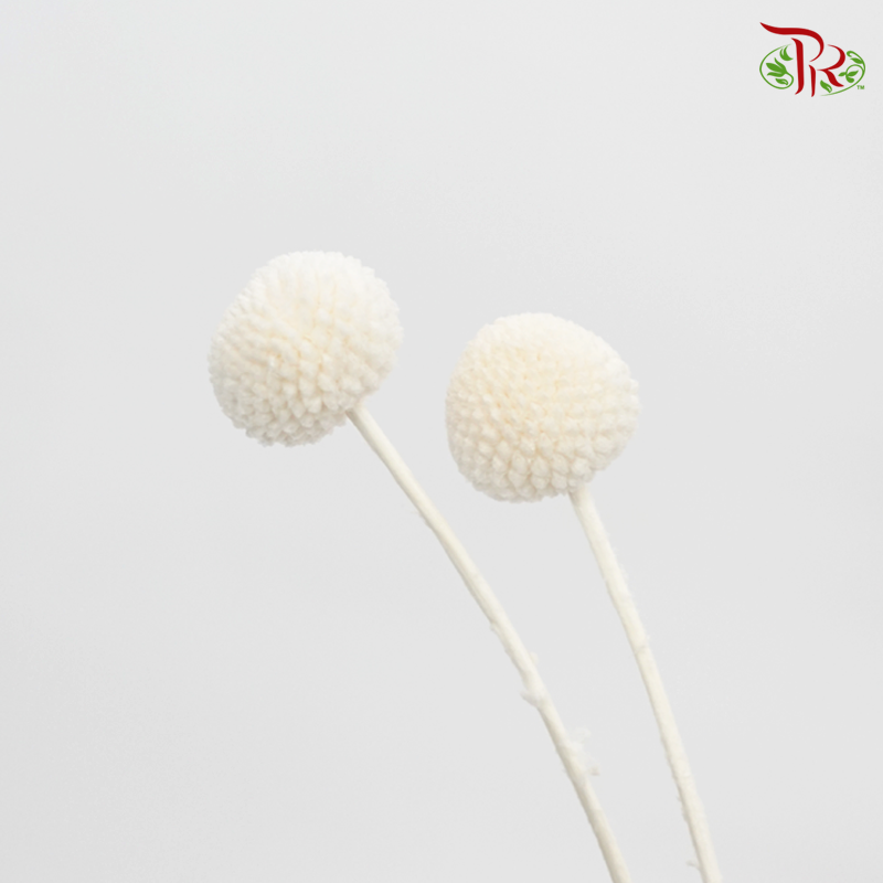 Craspedia Preservative - White (Per Bunch)-White-China-prflorist.com.my