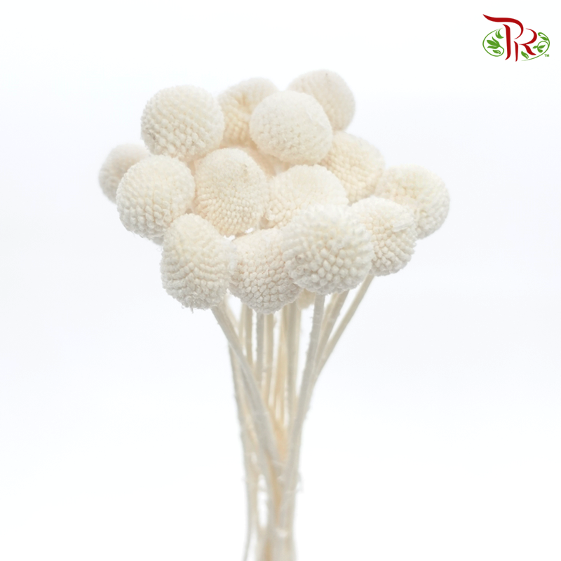 Craspedia Preservative - White (Per Bunch)-White-China-prflorist.com.my