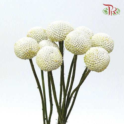 Craspedia Preservative - White (Per Bunch)-White-China-prflorist.com.my