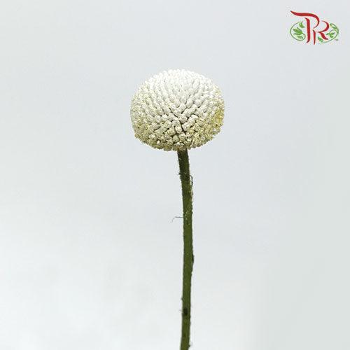 Craspedia Preservative - White (Per Bunch)-White-China-prflorist.com.my