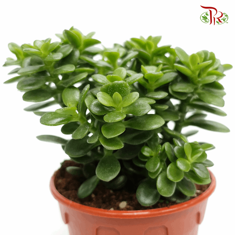 Crassula Ovata (Jade Plant) - P150《玉树》-Pudu Ria Florist-prflorist.com.my
