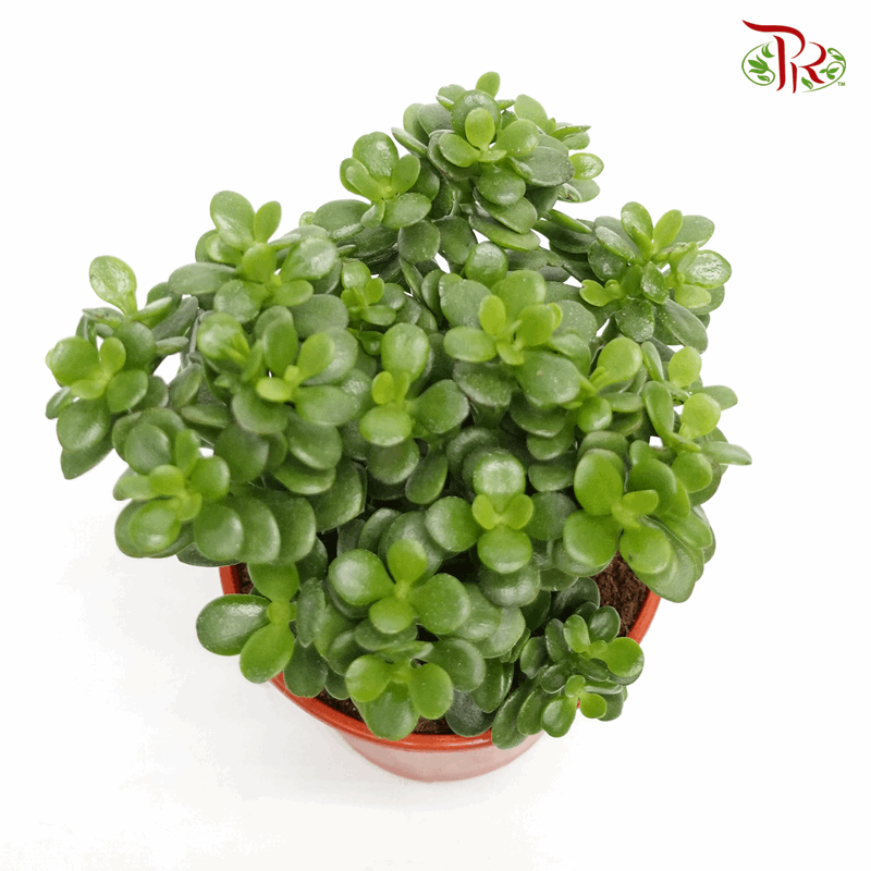 Crassula Ovata (Jade Plant) - P150《玉树》-Pudu Ria Florist-prflorist.com.my
