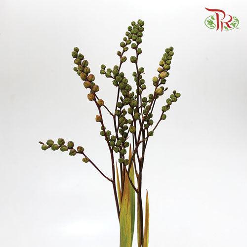 Crocosmia Pod - (10 Stems)-Netherland-prflorist.com.my