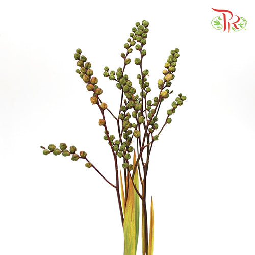 Croscomia Berry - Orange (Per Bunch)-Orange-China-prflorist.com.my