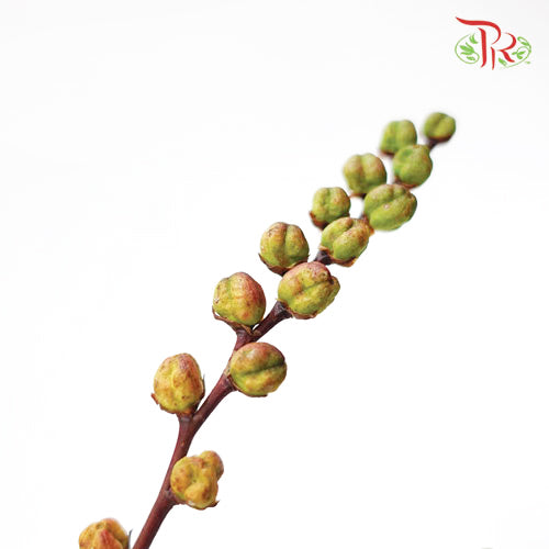 Croscomia Berry - Orange (Per Bunch)-Orange-China-prflorist.com.my