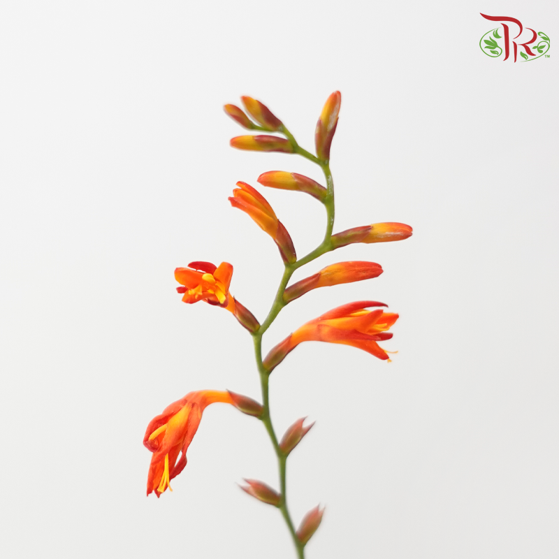 Croscomia Berry - Orange (Per Bunch)-Orange-China-prflorist.com.my