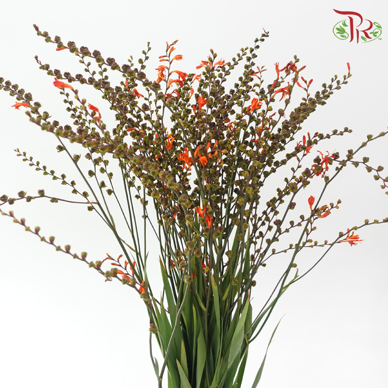 Croscomia Berry - Orange (Per Bunch)-Orange-China-prflorist.com.my