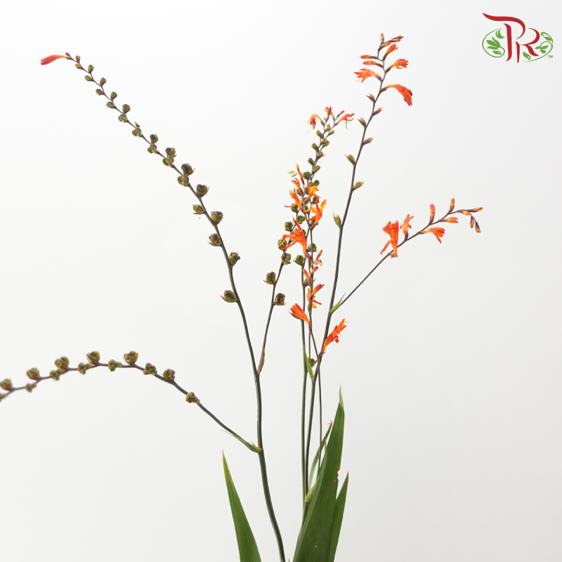 Croscomia Berry - Orange (Per Bunch)-Orange-China-prflorist.com.my