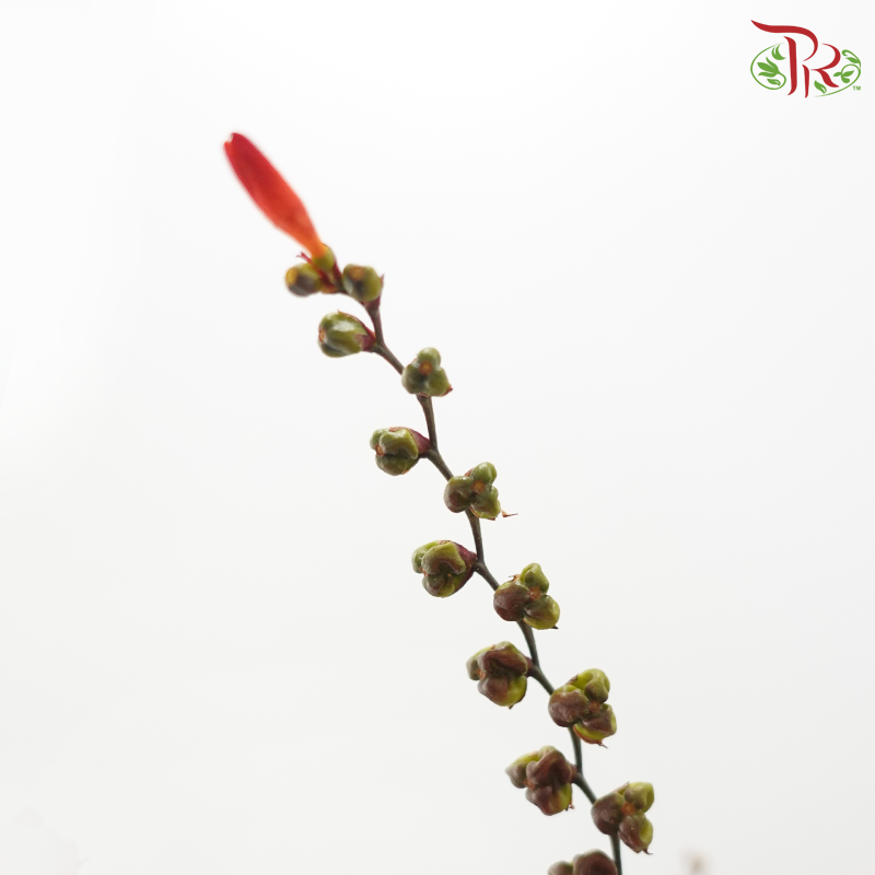 Croscomia Berry - Orange (Per Bunch)-Orange-China-prflorist.com.my