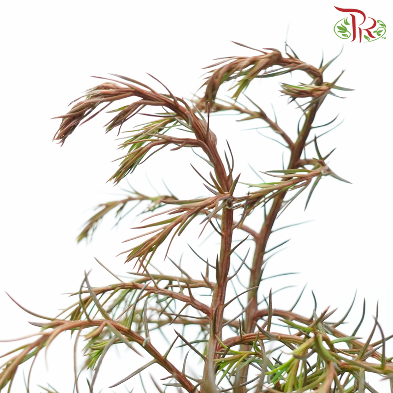 Cryptomeria Elegance (Per Bunch)-Netherland-prflorist.com.my