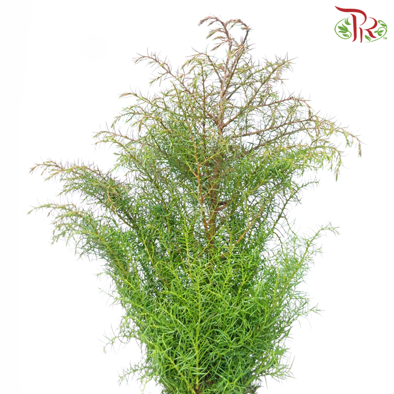 Cryptomeria Elegance (Per Bunch)-Netherland-prflorist.com.my