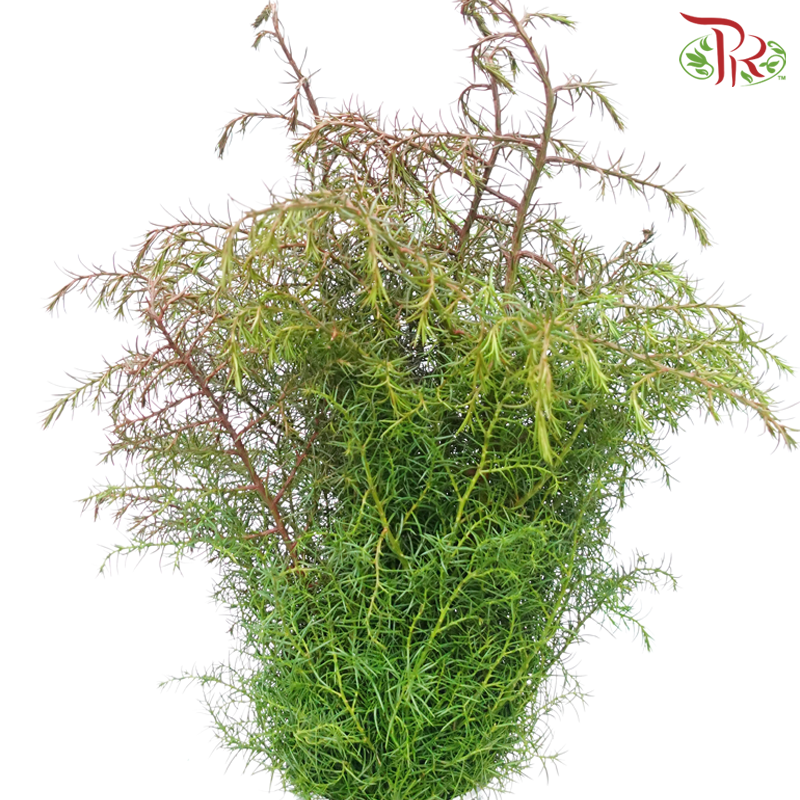 Cryptomeria Elegance (Per Bunch)-Netherland-prflorist.com.my